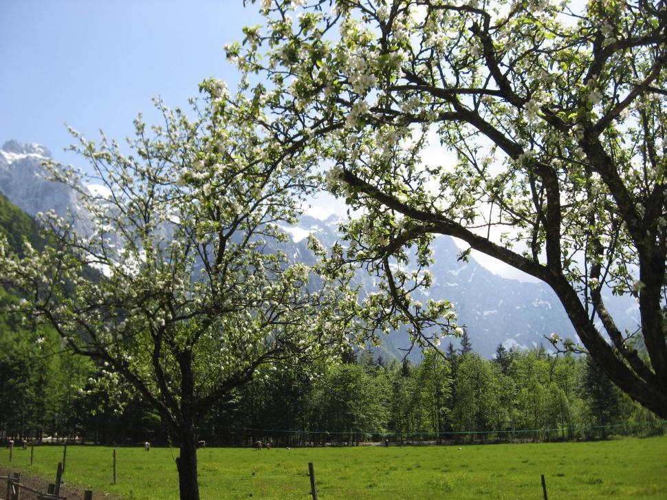 Free Image of trees along a field 