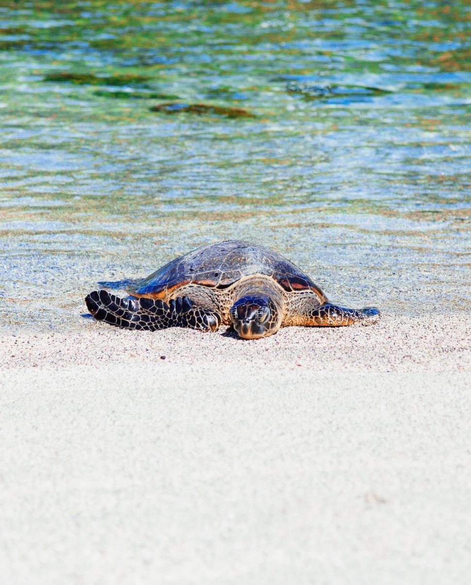 Free Image of Green Sea Turtle Laying on the Beach 