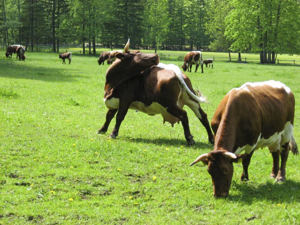 Free Image of cows in grass 