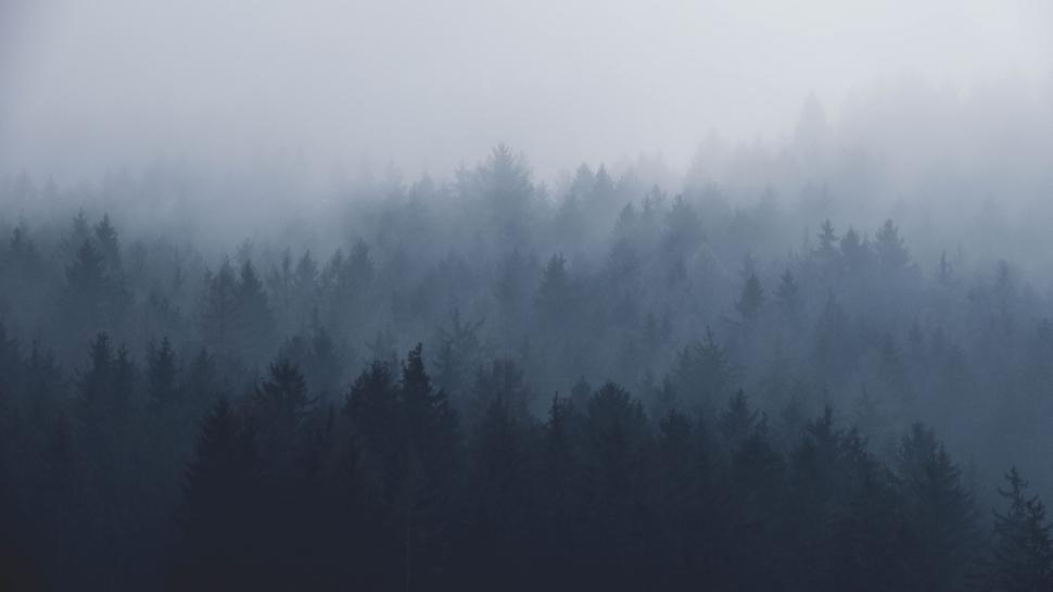 Free Image of Misty Forest Teeming With Trees 