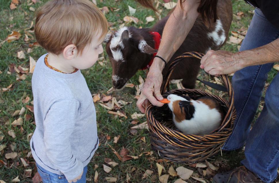 Free Image of Little Boy Petting Small Goat in Basket 