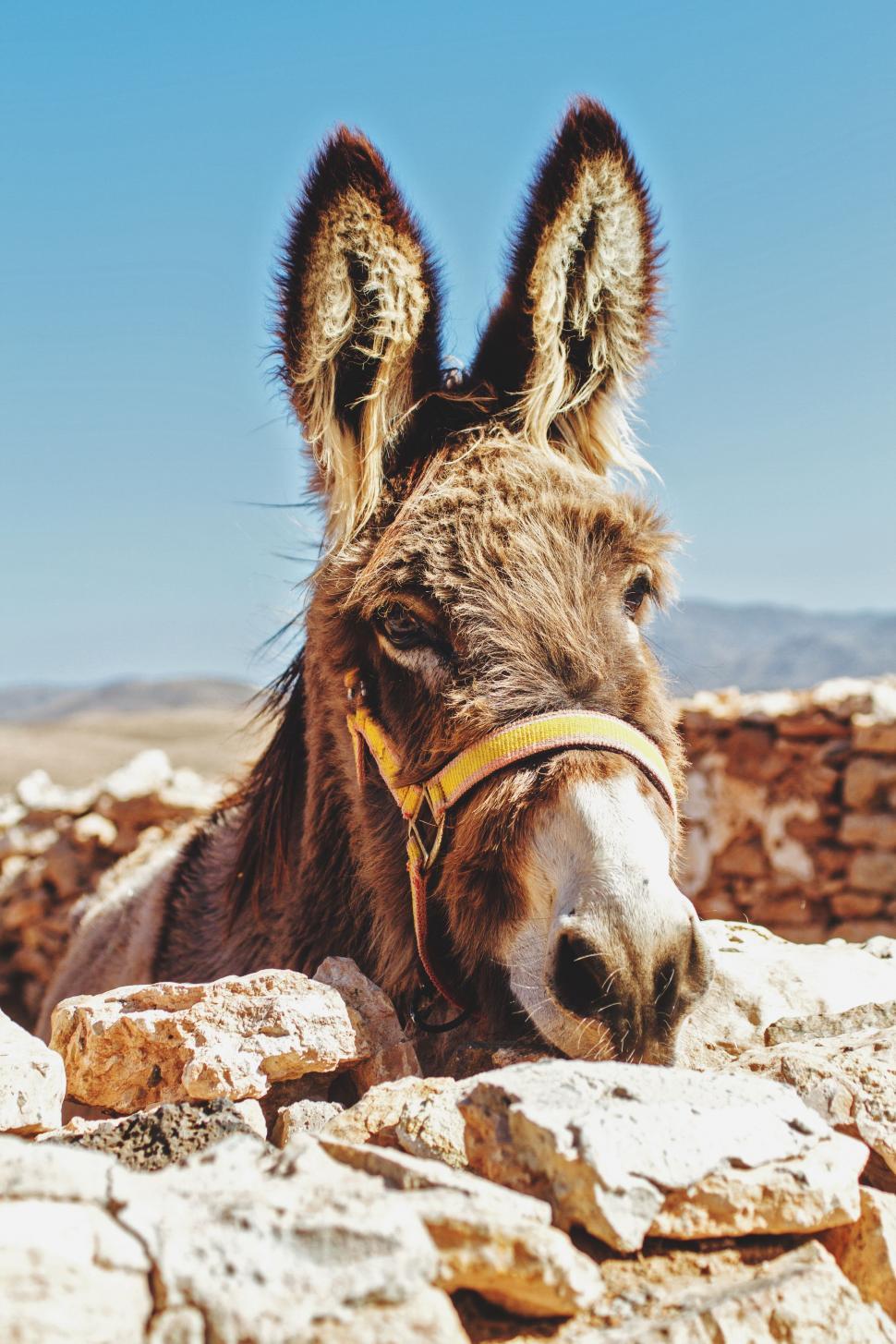 Free Image of Donkey Resting on Rocky Surface 