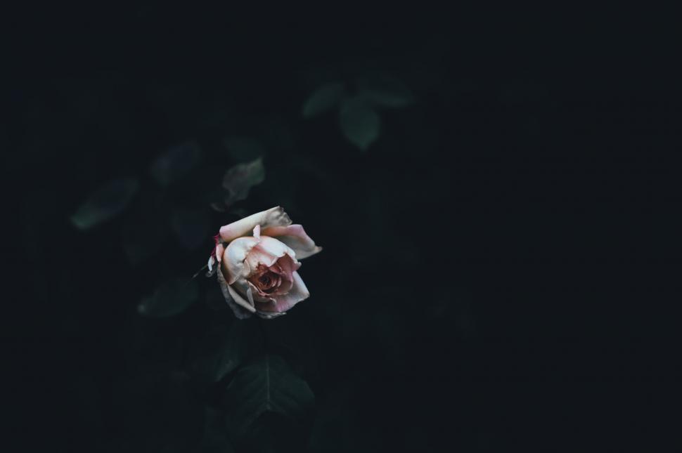 Free Image of A Single White Rose on a Black Background 