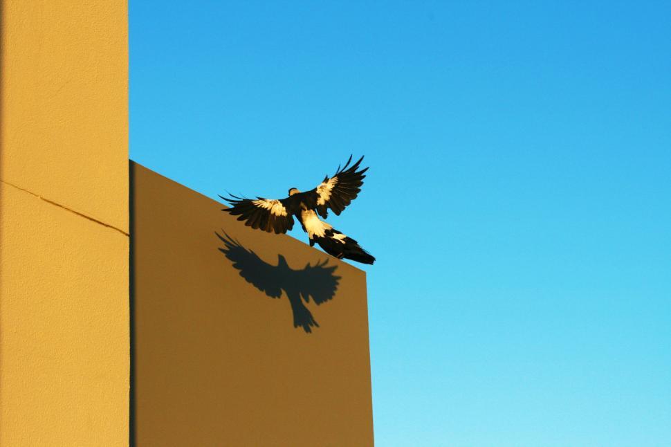 Free Image of Birds Flying Over Tall Building 