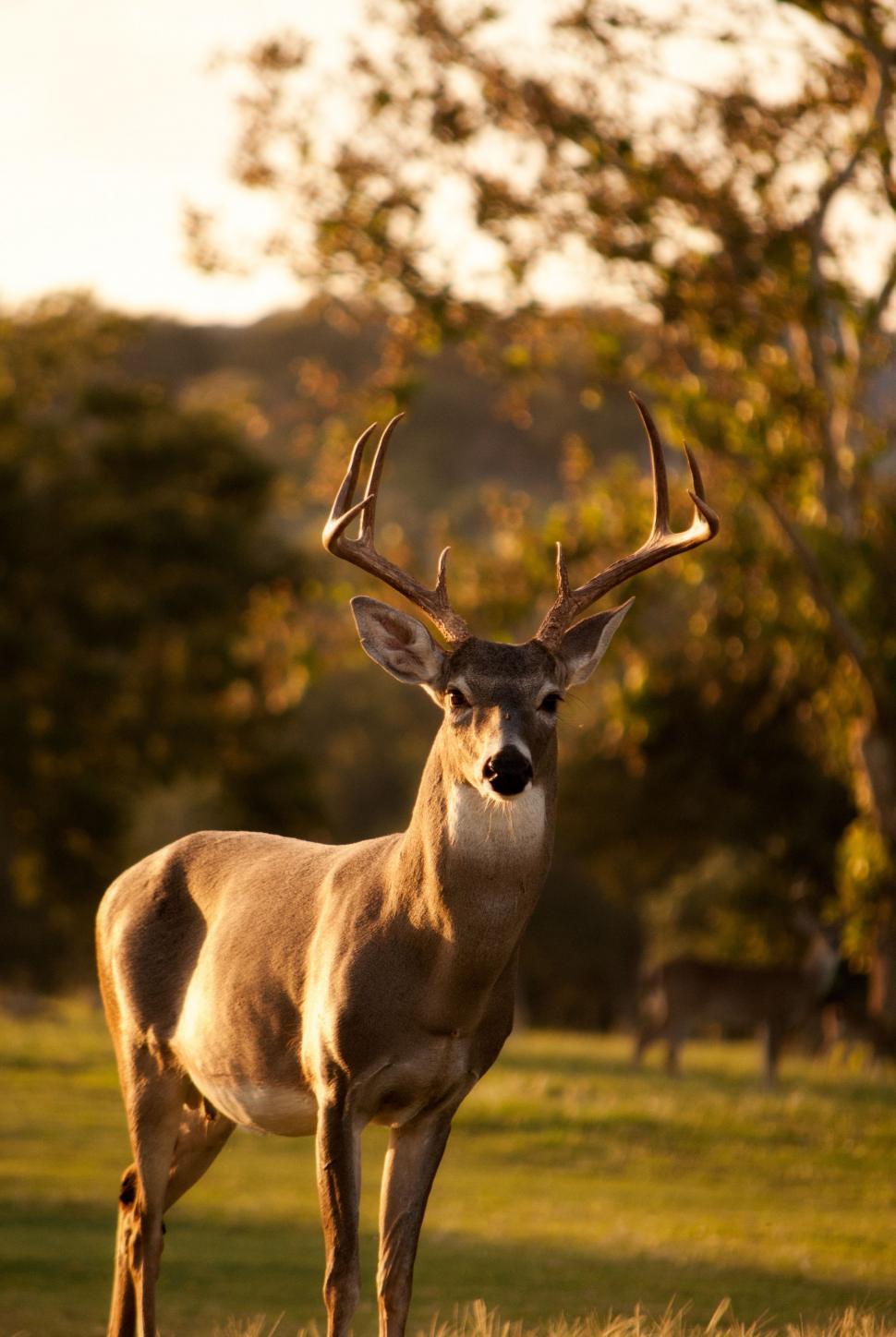 Free Image of Deer Standing in Field With Trees in Background 