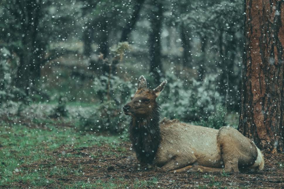 Free Image of Deer Lying Down in Snow 