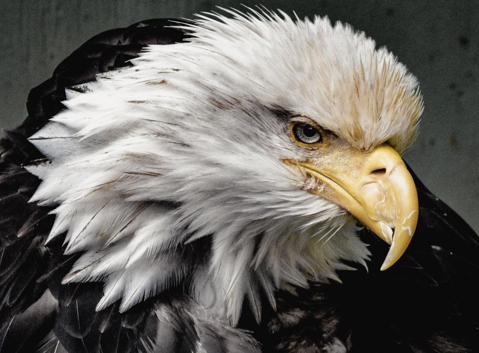 Free Image of Close Up of a Bald Eagle Against a Black Background 