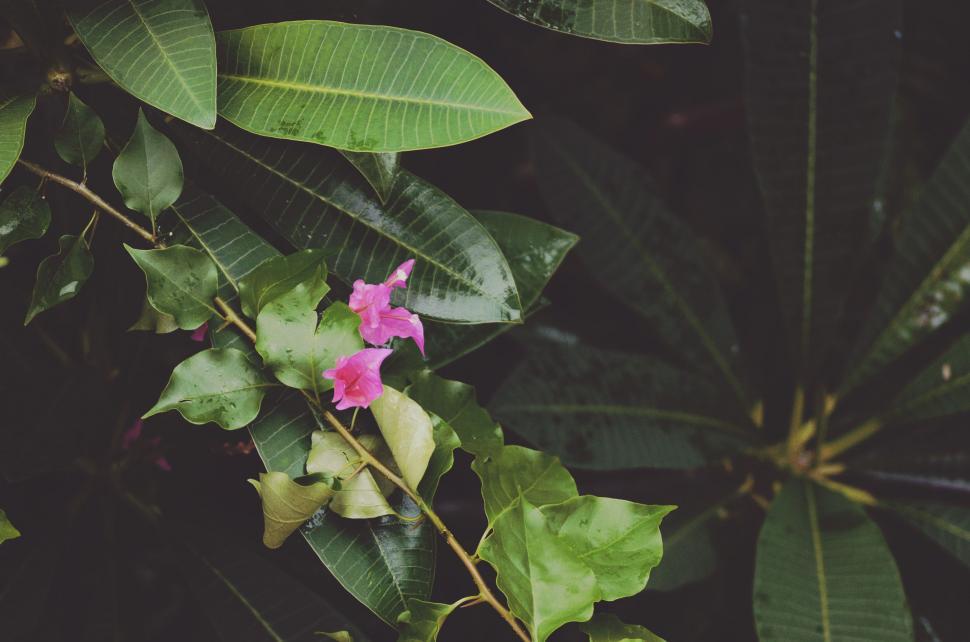 Free Image of Pink Flower Growing on Green Plant 