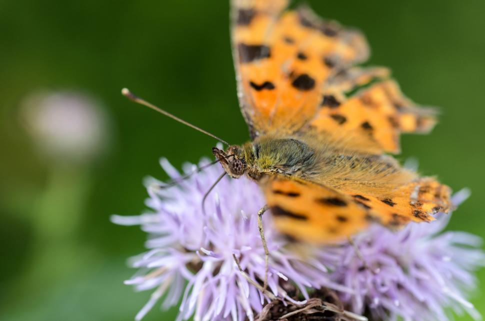 Free Image of Two Butterflies on a Flower 