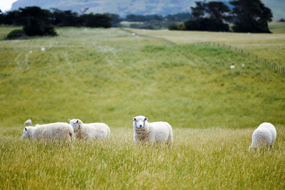Free Image of A Herd of Sheep Grazing on a Lush Green Field 