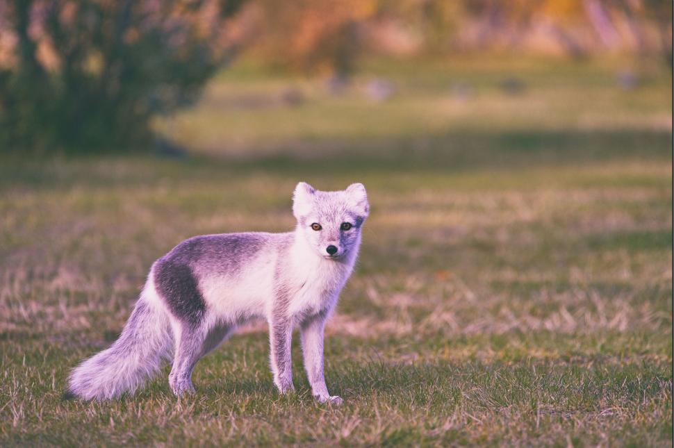 Free Image of Gray and White Fox Standing on Grass Covered Field 
