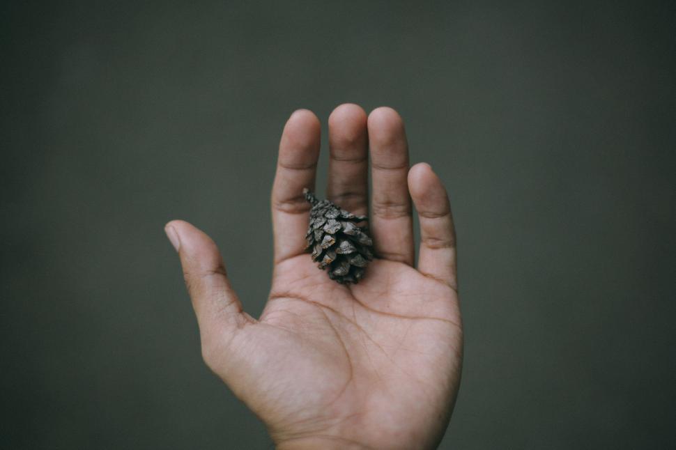 Free Image of Person Holding Small Pine Cone 