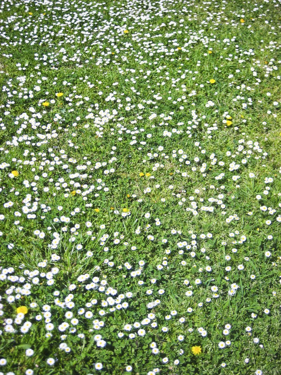 Free Image of grass and flowers 
