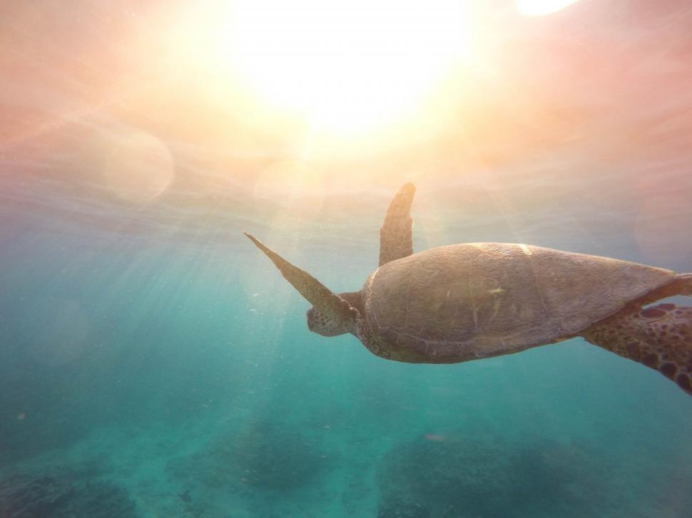Free Image of Turtle Swimming in Ocean With Sun Background 