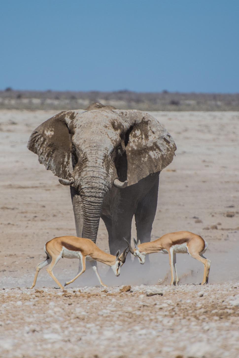 Free Image of Antelope and Elephant in the Desert 