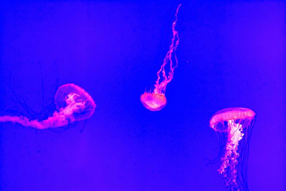 Free Image of Group of Jellyfish Swimming in an Aquarium 