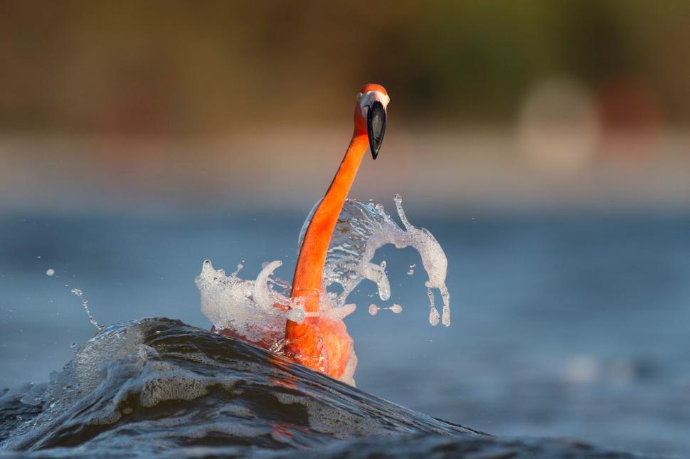 Free Image of Orange and White Bird in Water 