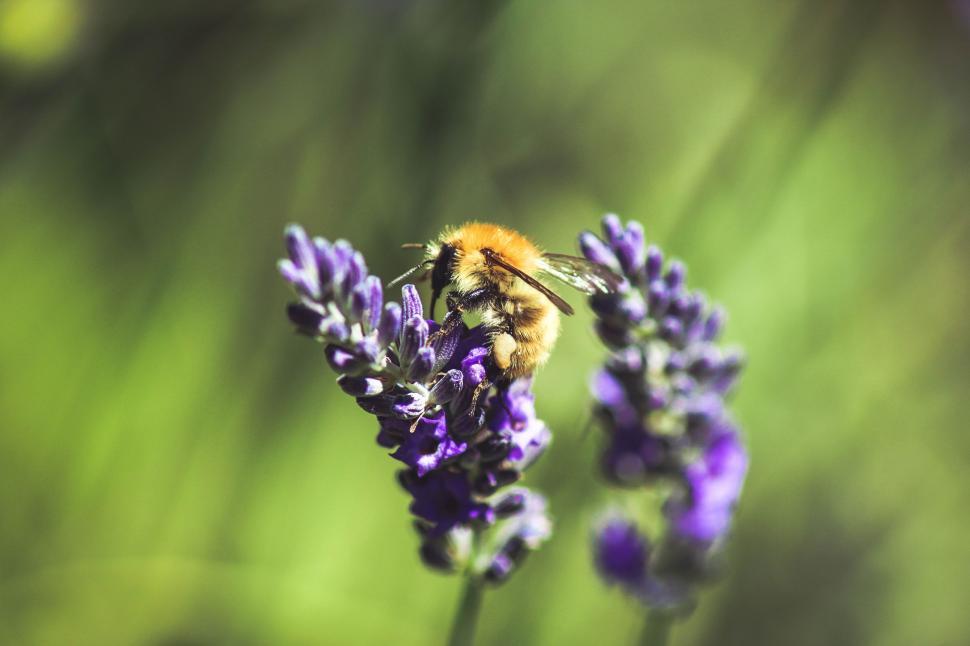 Free Image of Bee on Top of Purple Flower 
