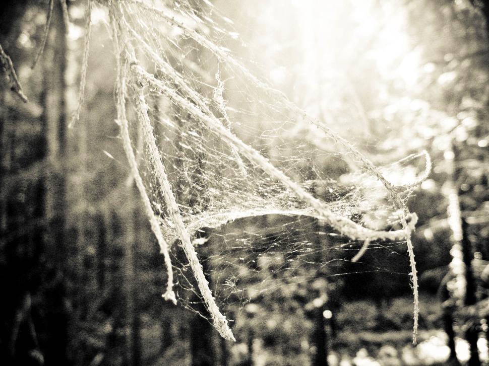 Free Image of spider net 
