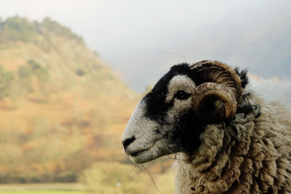 Free Image of Sheep Standing in Field With Mountain Background 