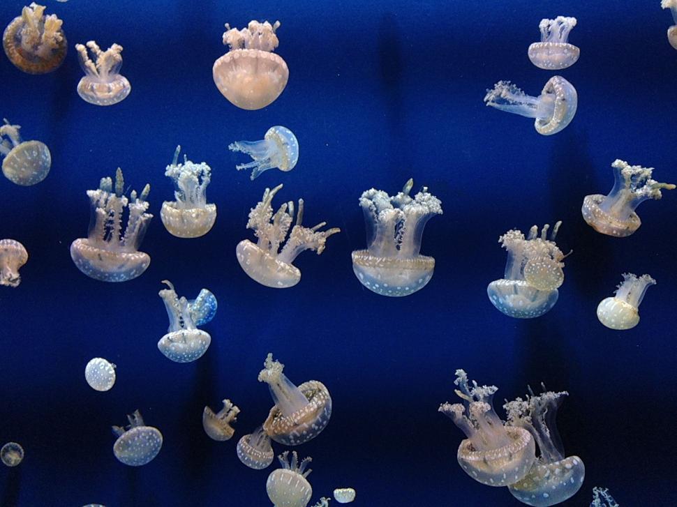 Free Image of Group of Jellyfish in Blue Display Case 
