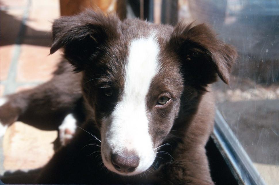Free Image of Young border Collie 