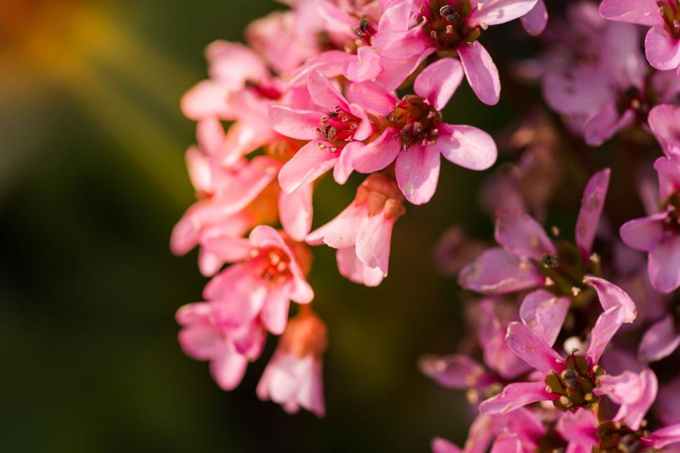 Free Image of Blooming Pink Flowers in Abundance 