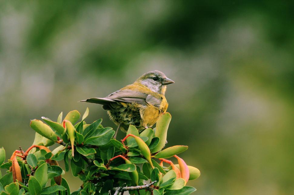 Free Image of Small Bird Perched on Top of a Tree Branch 