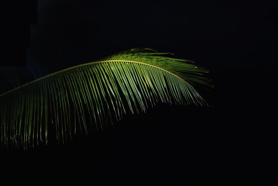 Free Image of Illuminated Palm Leaf in Darkness 
