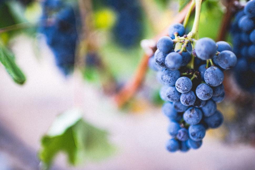 Free Image of Bunch of Grapes Hanging From a Vine 