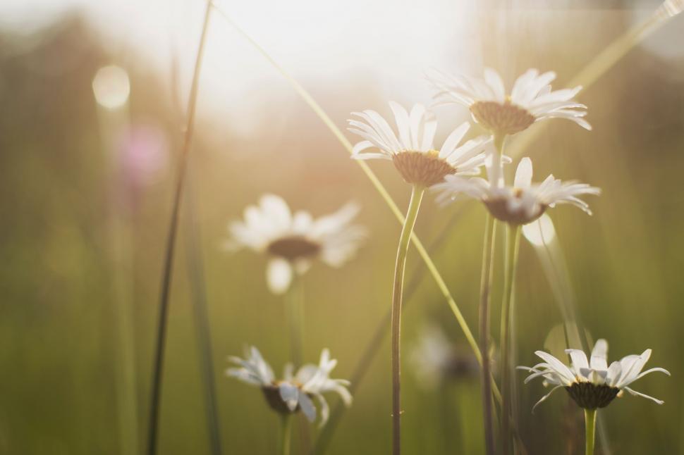Free Image of Daisies Blooming in Grass Field 