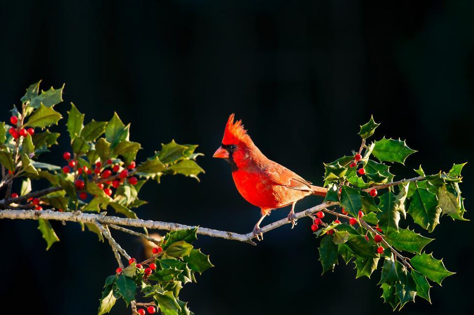 Free Image of Cardinal Perched on Holly Tree Branch 