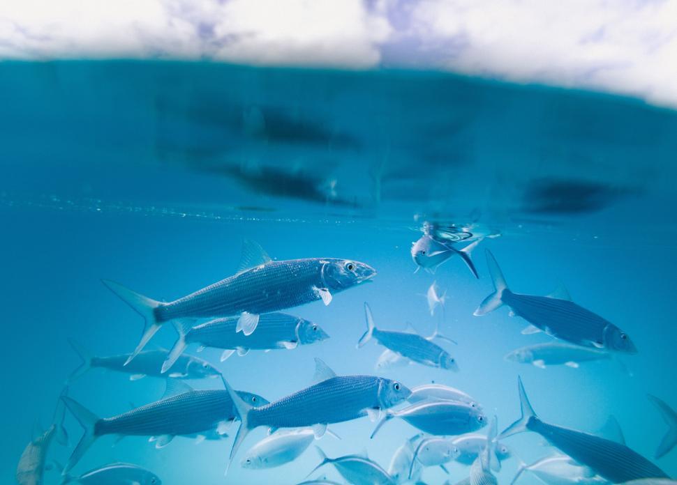 Free Image of School of Fish Swimming in the Ocean 