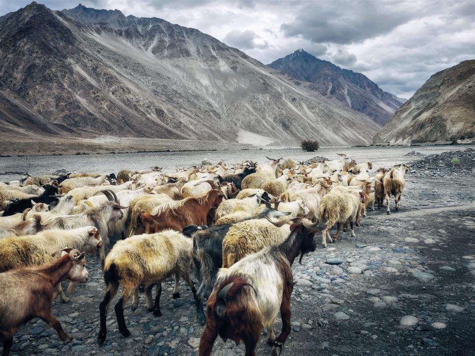 Free Image of A Herd of Sheep Walking Across a Rocky Field 