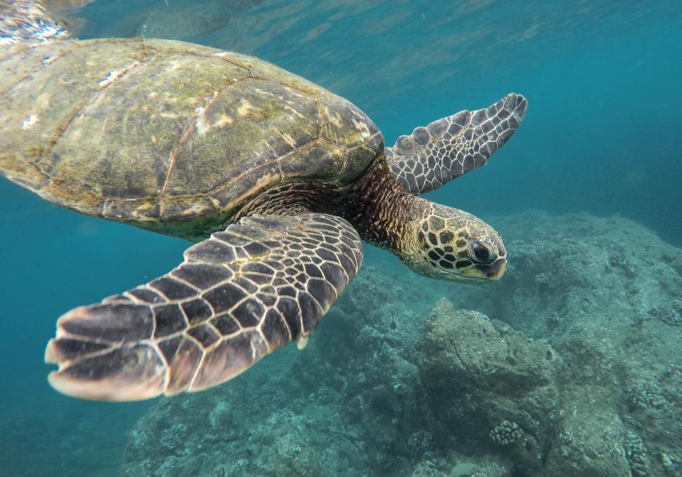 Free Image of Green Turtle Swimming Over a Coral Reef 