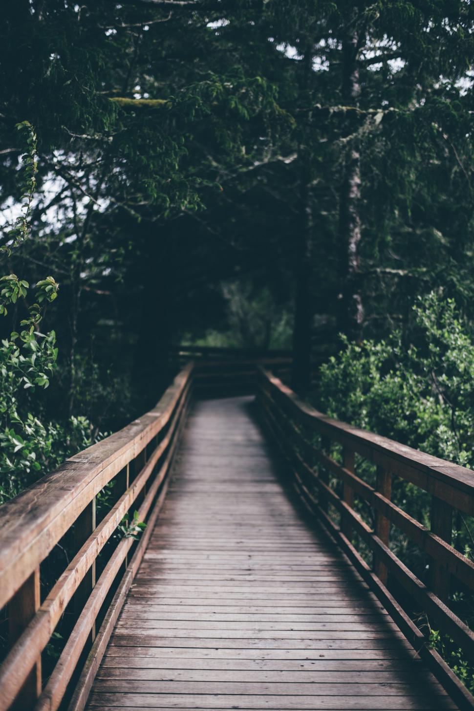 Free Image of Wooden Bridge in a Forest 