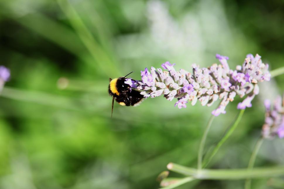 Free Image of Yellow and Black Bee on Purple Flower 