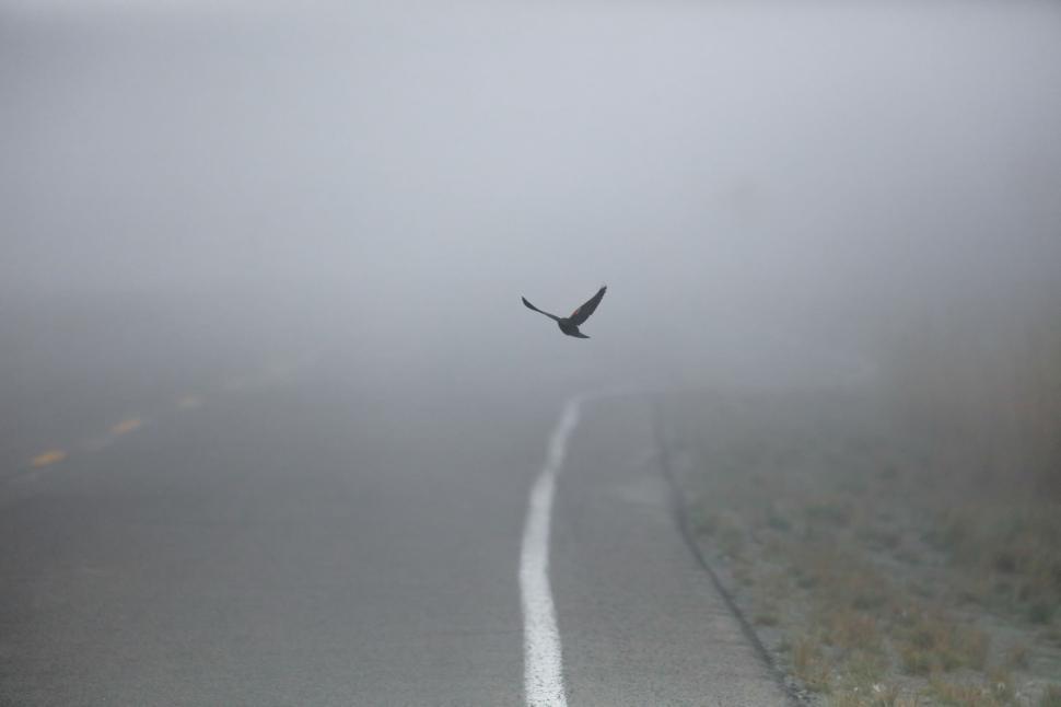 Free Image of Bird Flying Over Road in Fog 