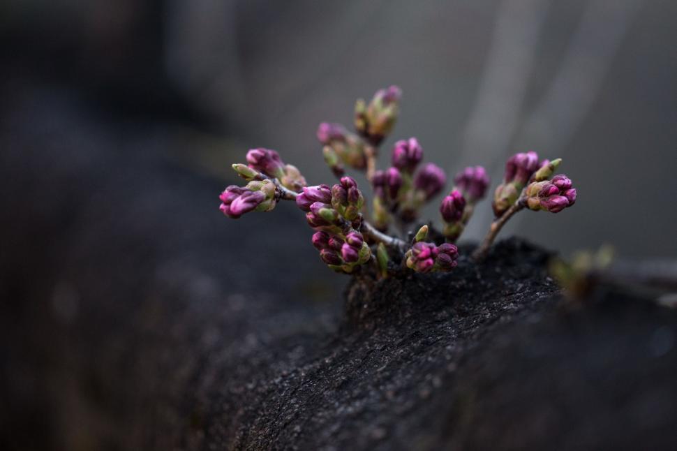 Free Image of Small Purple Flower Resting on a Rock 