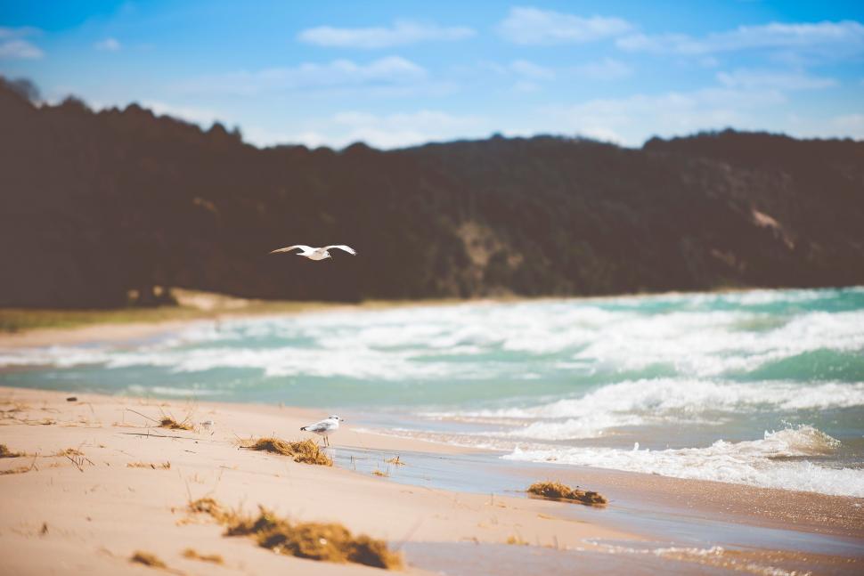 Free Image of Bird Flying Over Sandy Beach by Ocean 
