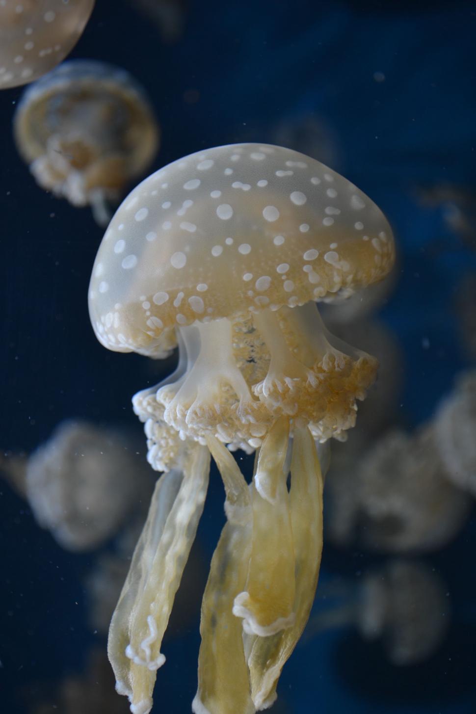 Free Image of Group of Jellyfish Floating in the Water 