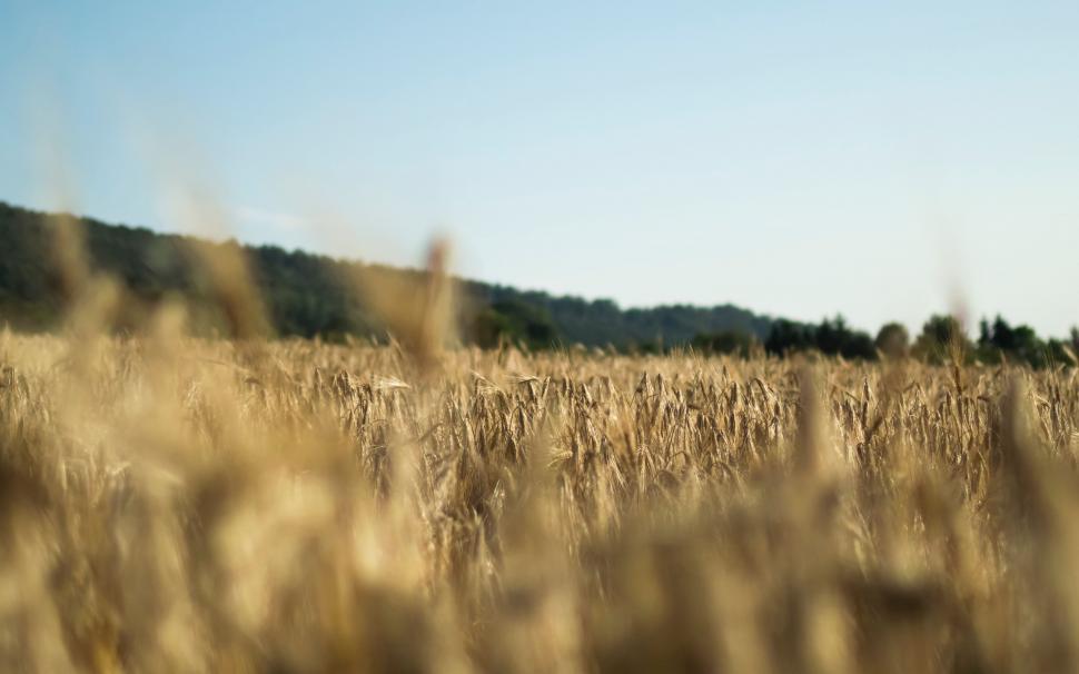 Free Image of Wheat Field With Trees in Background 