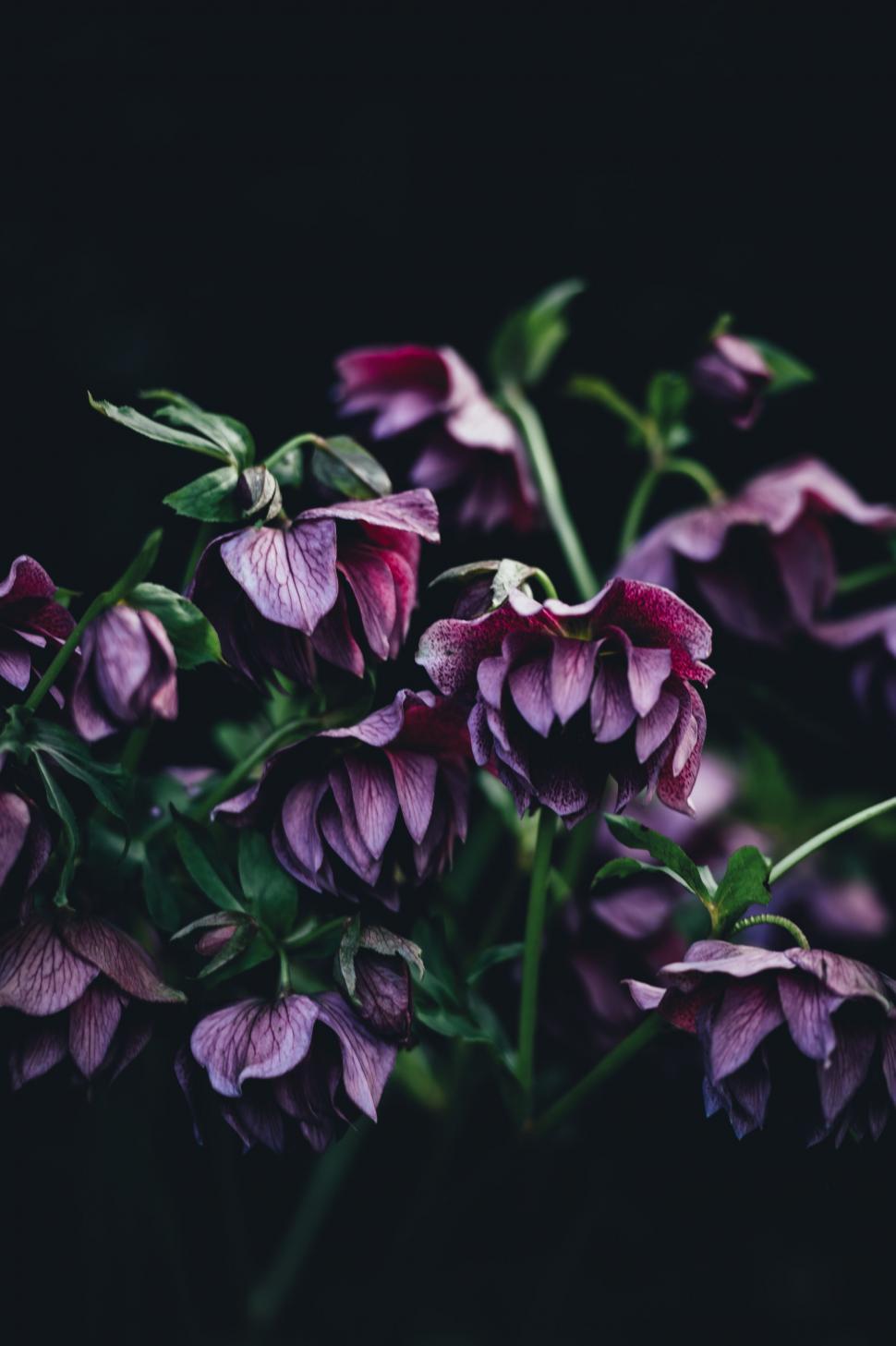 Free Image of Cluster of Purple Flowers Against Black Background 