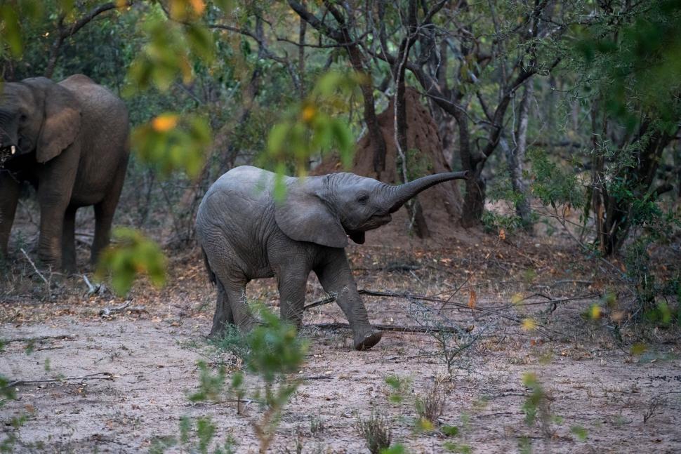 Free Image of mammal tusker elephant animal africa african elephant safari proboscidean wildlife wild 