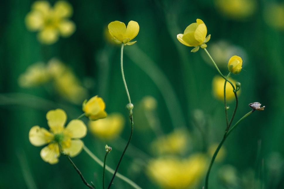 Free Image of Close Up of Yellow Flowers 