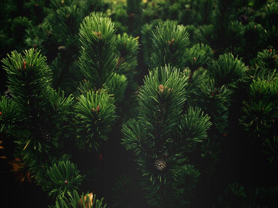 Free Image of Dense Pine Tree Forest in the Wilderness 