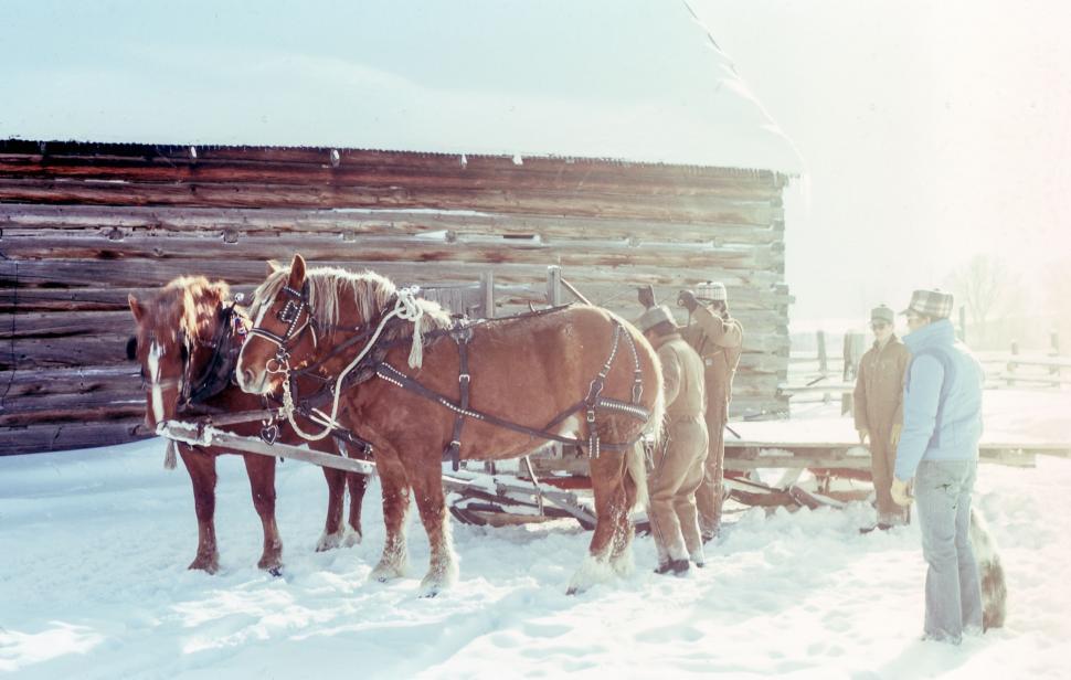 Free Image of Group of Horses Pulling a Sleigh in the Snow 