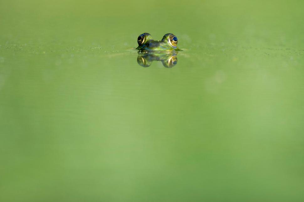 Free Image of Ducks Floating on Water 