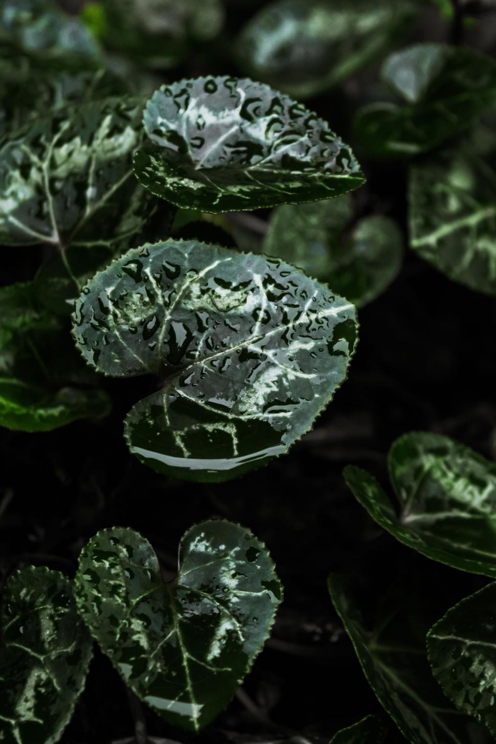 Free Image of A Cluster of Leaves on the Ground 