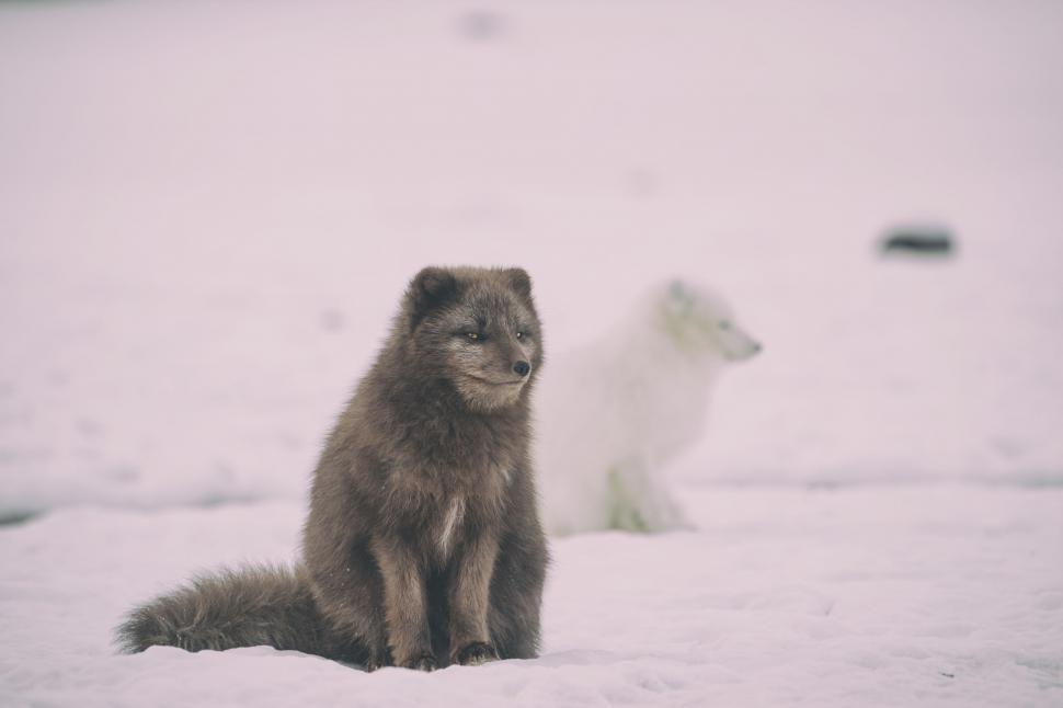 Free Image of Two Animals Sitting in the Snow 